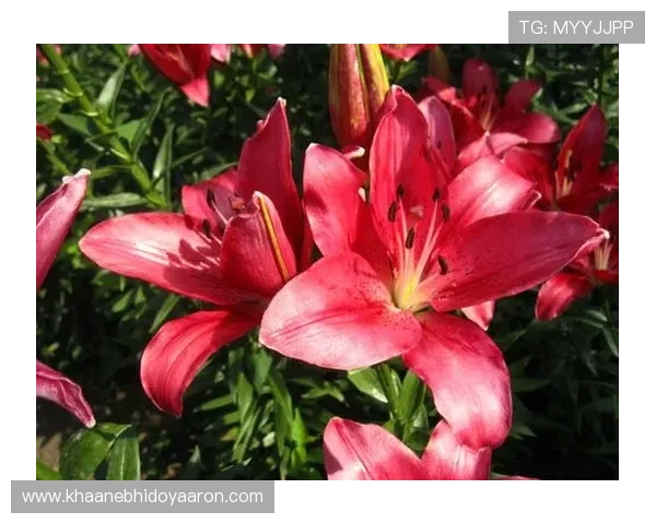 百合国际娱乐城：体验全球顶级线上娱乐盛宴，尽享极致娱乐体验